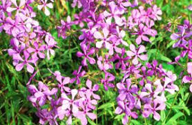 Spring wildflowers in northern virginia. 60 Native Plants Northern Virginia Ideas Native Plants Plants Plant Database