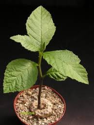 Image result for Dorstenia buchananii