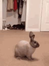 Select from premium funny rabbit of the highest quality. Funny Bunny Gifs Tenor