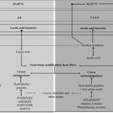 Arti kode angka 4646 dan arti 599 saat ini sedang populer di media sosial, b. Pdf Artisanal Cocoa Bean Fermentation From Cocoa Bean Proteins To Bioactive Peptides With Potential Health Benefits