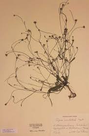 Image result for Tolpis capensis