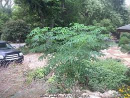 Image result for Manihot grahamii