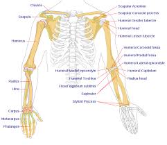 It consists of the body's bones (which make up the skeleton), muscles, tendons, ligaments, joints, cartilage, and other connective tissue. File Human Arm Bones Diagram Svg Wikipedia