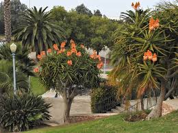 Image result for Aloidendron tongaense