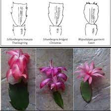 Christmas cacti and thanksgiving cacti belong to the same botanical genus, schlumbergera, meaning they're you can identify it by the pointy teeth on the sides of each stem segment. Is It A Thanksgiving Cactus Or A Christmas Cactus Ndsu Cass County Extension Horticulturist Don Kinzl Christmas Cactus Plant Christmas Cactus Holiday Cactus