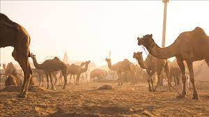 The world wants more camel milk. Drought Hit Australia Culls 5 000 Camels Amid Criticism