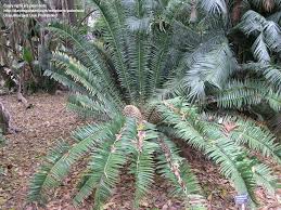 Image result for Encephalartos lebomboensis