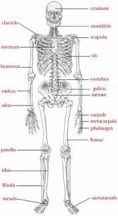 31 Best Skeleton System Images Skeleton System Anatomy
