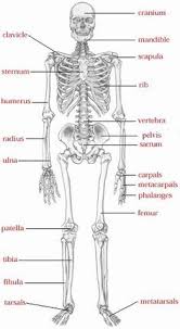 31 best skeleton system images skeleton system anatomy