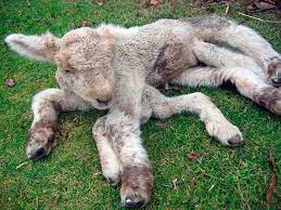 For example, the most common mutation of livestock was a change in the coat, the appearance of a second head or an additional pair of paws. 21 Chernobyl Mutations Animals And Humans Deformities Ideas Chernobyl Mutation Chernobyl Disaster