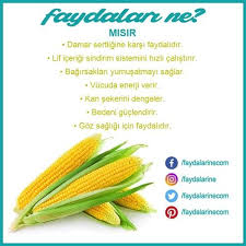 Misir Misirinfaydalari Faydalari Zararlari Faydalarine Faydalarine Bitki Saglikli Yasam Tarzi Saglikli