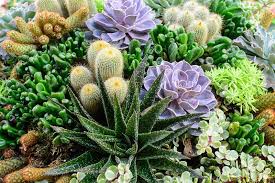 How to graft a cactus. 25 Beautiful Cactus Garden Ideas Trees Com