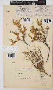 Image result for Pegolettia retrofracta