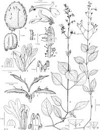 Image result for Isoglossa