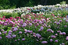 We did not find results for: Nichols Arboretum Peony Garden Matthaei Botanical Gardens And Nichols Arboretum