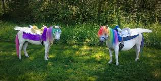 Dreamland Ponies Dreamland Ponies Home In 2020 Pony Party My Little Pony Party Pony Rides