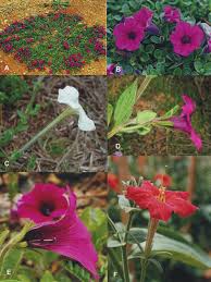 Image result for Petunia axillaris