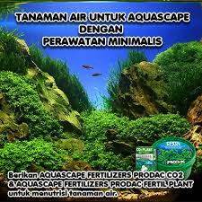 Tidak sedikit para aquascape pemula menghadapi masalah dikemudian hari setelah membuat aquascape. Tanaman Air Untuk Aquacape Dengan Perawatan Minimalis Raja Petshop
