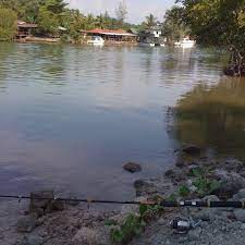 Penelitian ini bertujuan untuk mengetahui besarnya laju. Muara Sungai Kawang River In Papar