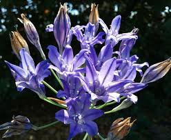 Image result for Tephrosia laxiflora