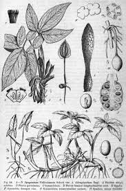 Image result for Syngonium