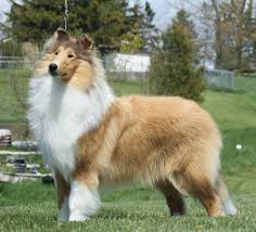Uch Can Ch Am Ch Kaymann S Madame Hydra Cgn Collie Rough Collie Kaymann Show Dog Rough Collie Beautiful Dogs Collie Dog