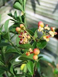 Image result for Cussonia arenicola