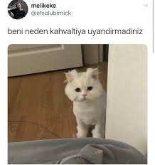 Gokyuzumun Mezarligi Adli Kullanicinin Asab Bozucu D Panosundaki Pin 2020 Komik Kedi Resimleri Komik Seyler Gulunc Resimler