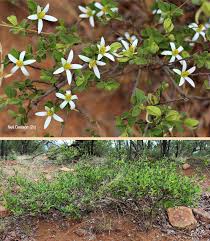 Image result for Grewia avellana