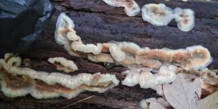 Image result for Merulius incarnatus