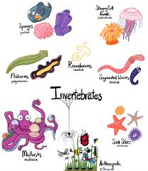 Biology Basics Invertebrates Jolie Canoli Animal Classification Biology Invertebrates