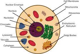 Check spelling or type a new query. Download Animal Cell Cytoskeleton In Animal Cell Project Png Image With No Background Pngkey Com