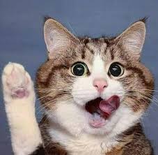 To Tell The Truth And Nothing But The Truth I Promise To Tell The Truth The Whole Truth And Nothing But The Truth Cute Cats Crazy Cats Cute Animals