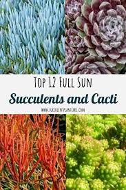 Something unique about succulent market is that they are the only company that sells large succulent plants (5 pack), fully rooted in planter pots with soil. Top 12 Cacti And Succulents For Full Sun Succulent Plant Care