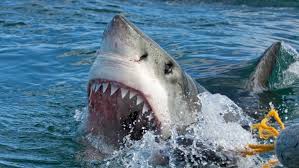 We did not find results for: This Is The Most Dangerous Shark To Humans