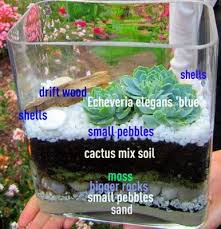 House Warming Gift Succulent Terrarium Succulents Succulent Gifts