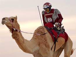 A camel jockey is a 10/10 by misc standards. Camel Jockeys Child Slaves Of The Uae Steemit