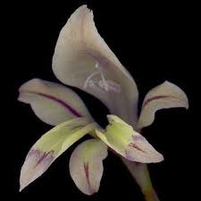 Image result for Gladiolus permeabilis