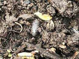 Pill bugs feed on organic matter, young plants, and roots. Pillbugs Sowbugs Susan S In The Garden