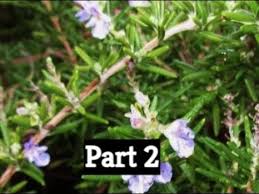 Image result for rosemary pruning