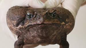 If you need assistance with any pest control project, or simply need. Cane Toad Venom Could Be Used To Fight Cancer The Courier Mail