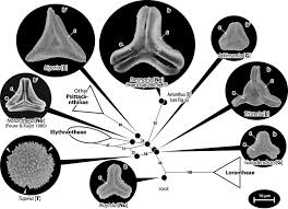 Image result for Englerina oedostemon