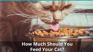 How Much Should I Feed My Cat Cat Feeding Guide For Wet And Dry Cat Food With Charts And Calculators Cat Feeding Guide Cat Feeding Cats