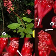 Image result for Athroisma gracile