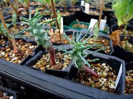 Image result for Euphorbia platycephala