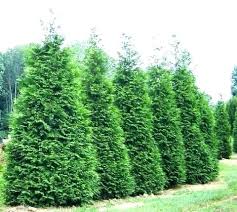 emerald green arborvitae growth rate giant spacing western