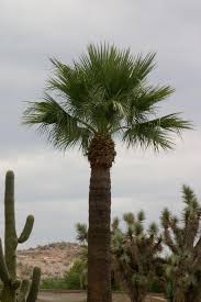 Mexican palms are large trees often growing up to 30 feet on average. Time To Trim Your Mexican Fan Palms June 15 Sonoran Tree Service