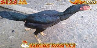 Untuk anda yang merupakan seseorang peternak ayam bangkok, akan kurang berilmu jika belum mengetahui langkah membedakan telur ayam umur telur indukkan jantan dan betina kurang dari 12 bulan. Kapan Induk Betina Ayam Bangkok Siap Kawin