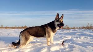The east european shepherd is balanced, confident and intelligent. East European Shepherd Dog Breed Information Pictures Care History Fello Pet