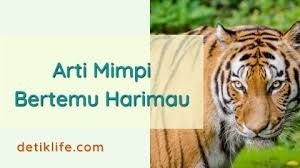 Apabila sobat mengalami mimpi ini, maka merupakan sebuah tanda bahwa sobat mempunyai nasib yang dinilai buruk yang sangat kental dalam kehidupan sobat. Arti Mimpi Bertemu Harimau Jinak Detiklife